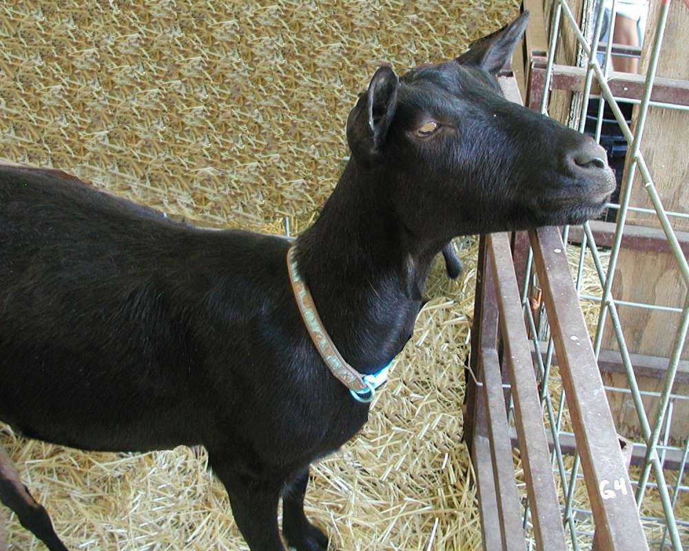 Black<br>(Location of Picture: Fair - Okanogan, Wa, USA, 2007)