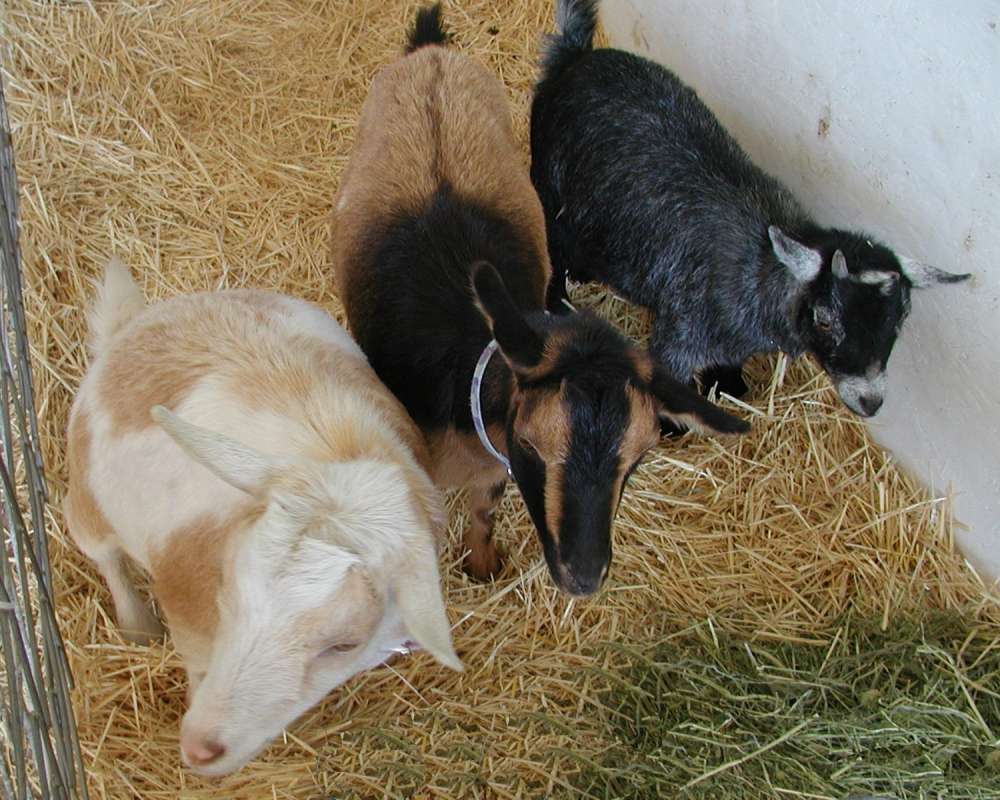 Three Examples<br>(Location of Picture: Fair - Okanogan, Washington, USA)