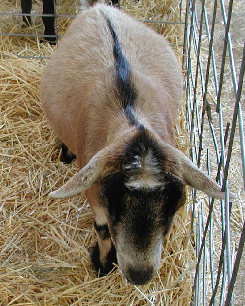 Front View<br>(Location of Picture: Fair - Okanogan, Washington, USA)