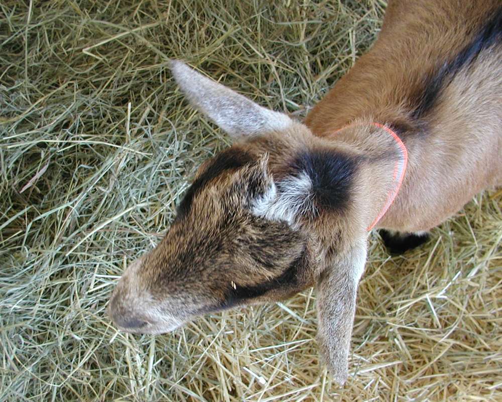 Top View Of Head<br>(Location of Picture: Fair - Okanogan, Washington, USA)