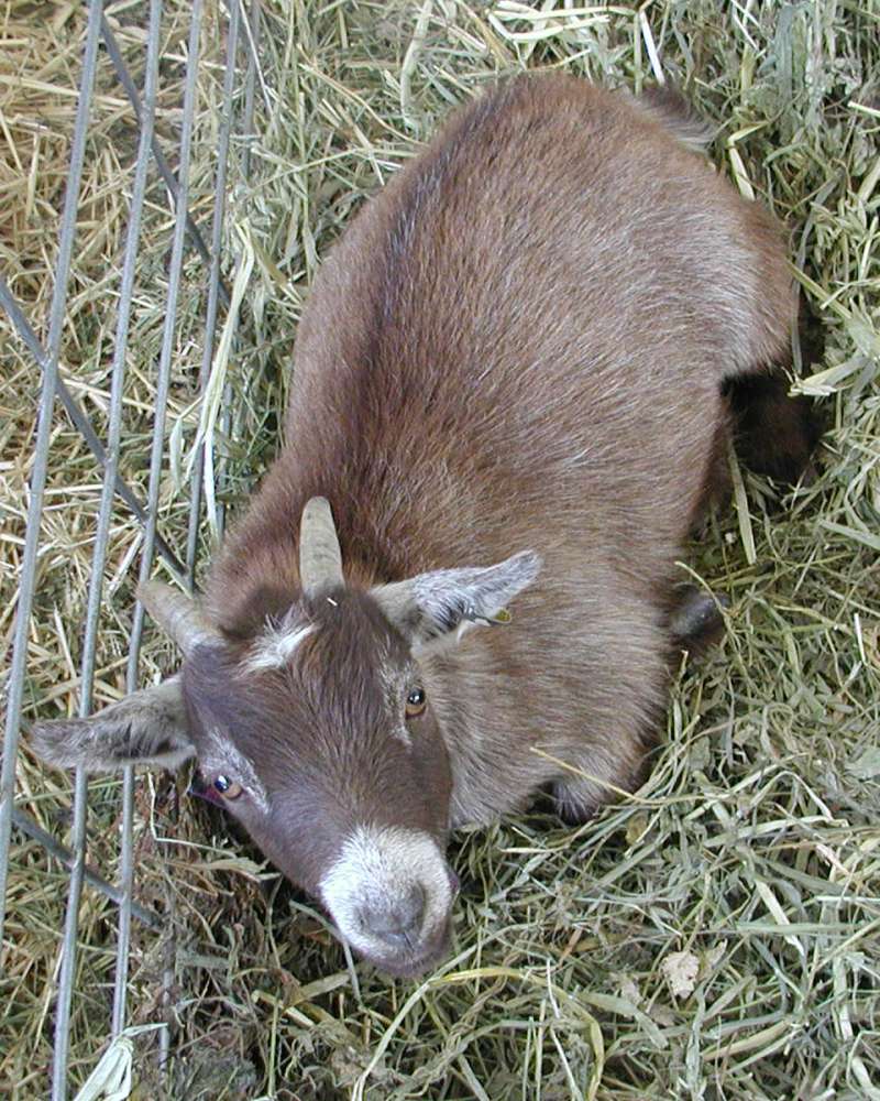 Top View<br>(Location of Picture: Fair - Okanogan, Washington, USA)