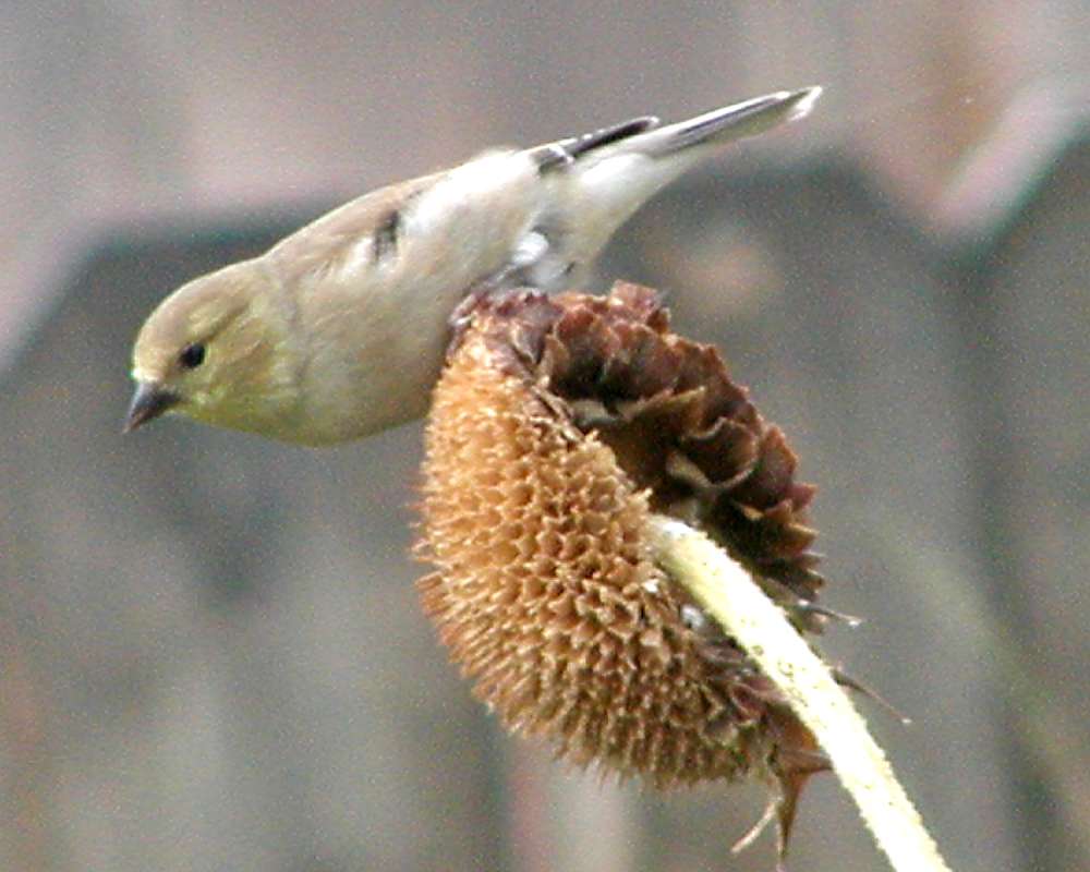 Underside Of Female<br>(Location of Picture: Okanogan, Wa, USA, 2007)