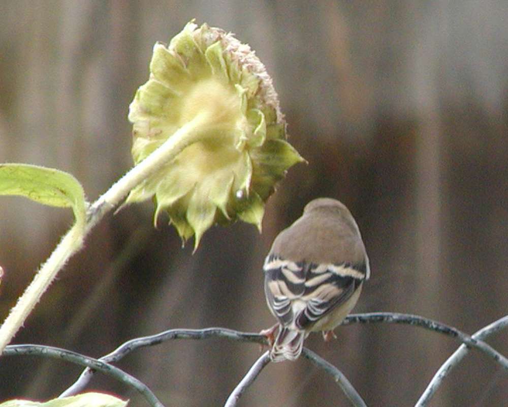 Rear View Of Female<br>(Location of Picture: Okanogan, Wa, USA, 2007)