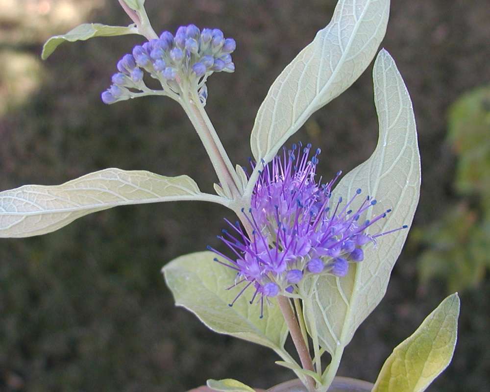 Leaves and Flowers<br>(Location of Picture: Garden, Okanogan, Wa, USA, 2007)