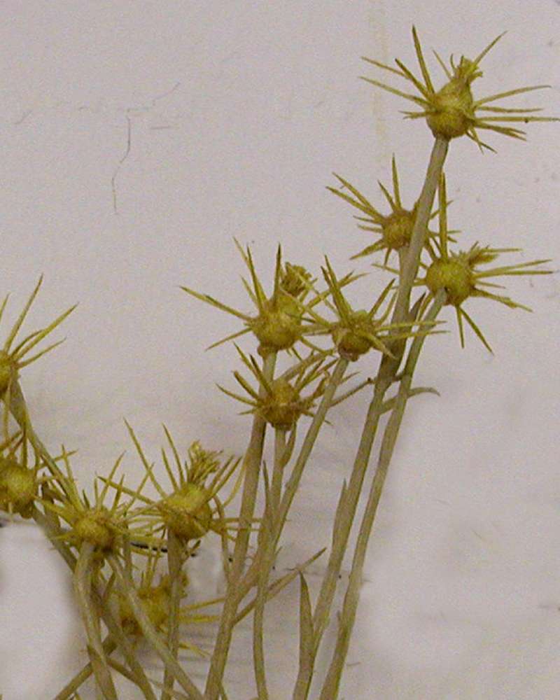 Bracts<br>(Location of Picture: Okanogan, Wa, USA, 2007)