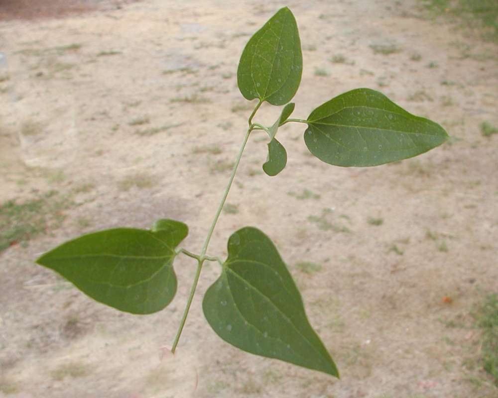Leaves<br>(Location of Picture: Garden, Okanogan, Wa, USA, 2007)