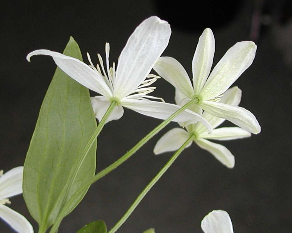 Flower - Rear View<br>(Location of Picture: Garden, Okanogan, Wa, USA, 2007)