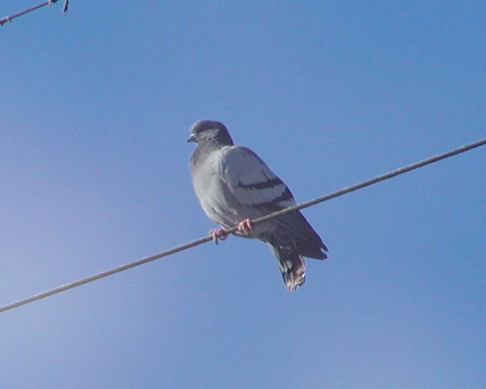 On Wire<br>(Location of Picture: Okanogan, Washington, USA, 2007)
