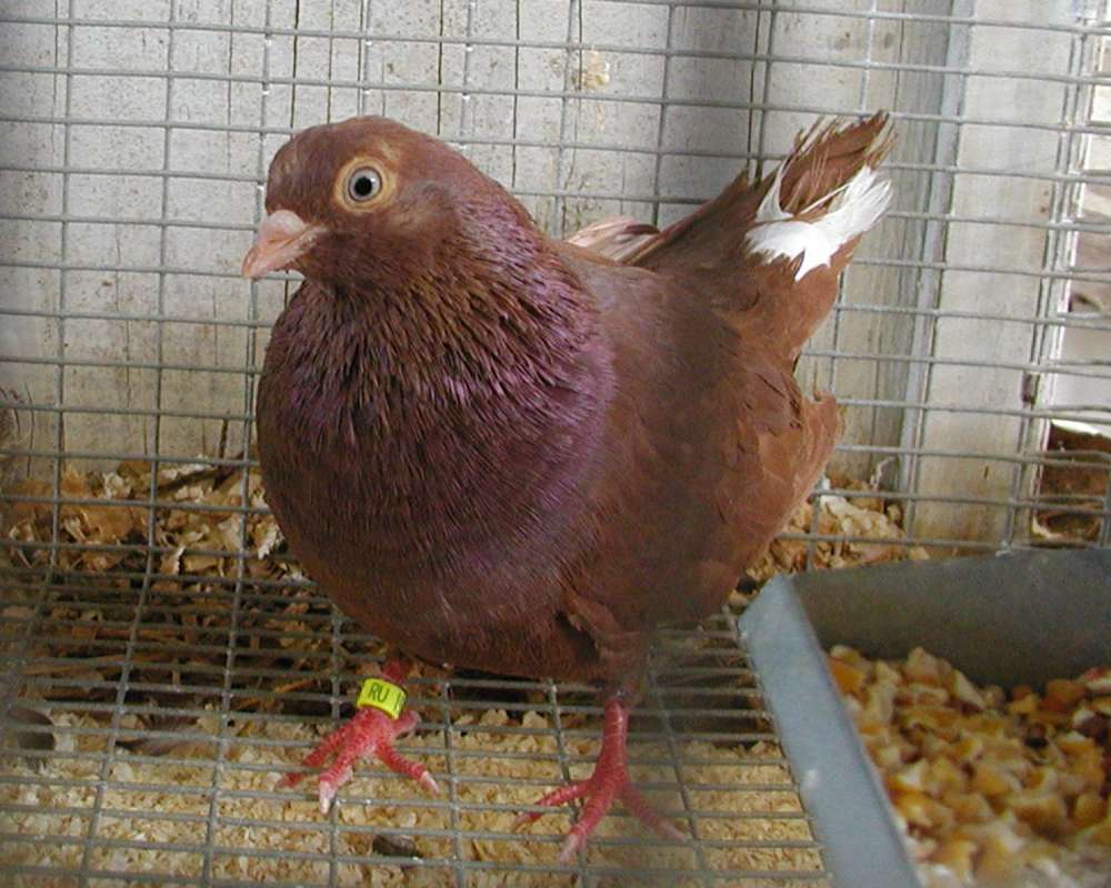 Brown<br>(Location of Picture: Fair, Okanogan, Wa, USA, 2007)