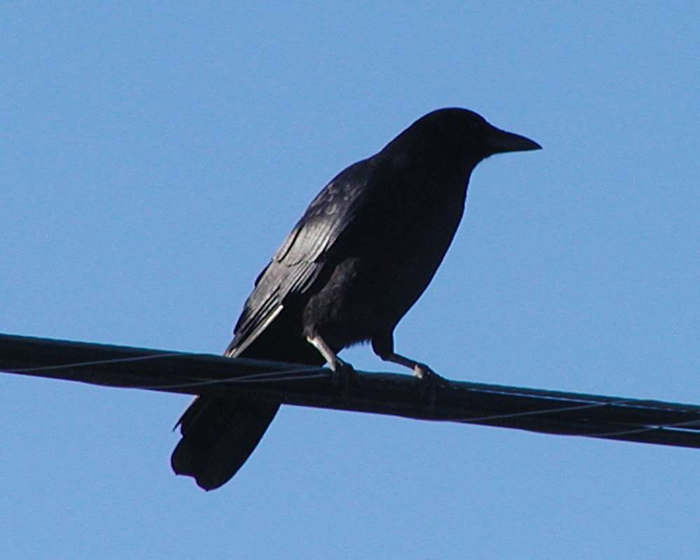 On Wire -  Ssp hesperis-hargravei<br>(Location of Picture: Okanogan, Washington, USA, 2007)