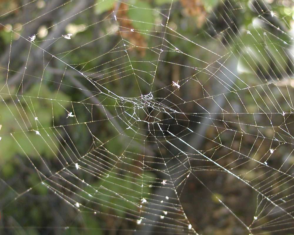Web<br>(Location of Picture: Okanogan, Washington, USA, 2007)