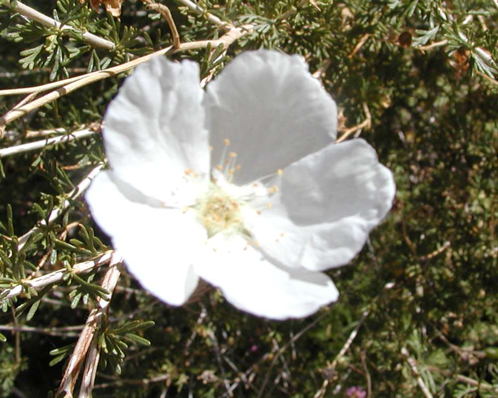 Flower - Front View<br>(Location of Picture: Ornamental, Okanogan, Wa, USA, '07)