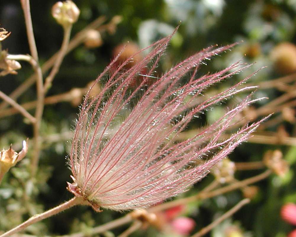 Seed Head<br>(Location of Picture: Ornamental, Okanogan, Wa, USA, '07)