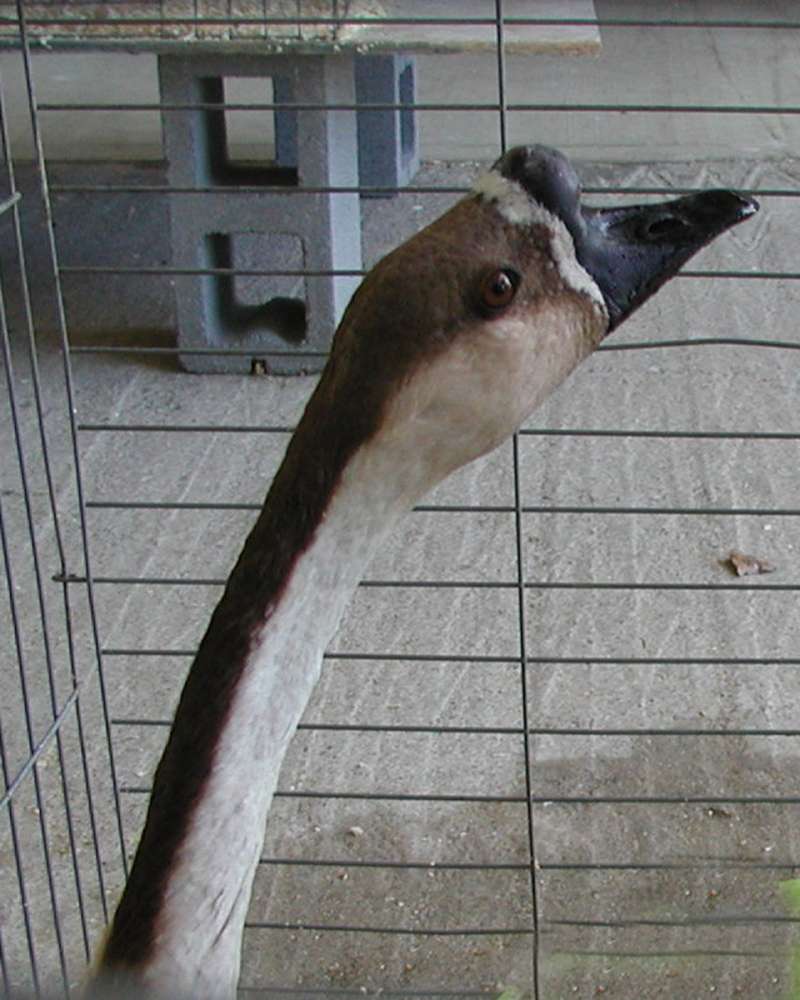 Female - View Of Head<br>(Location of Picture: Fair, Okganogan, Washington, USA)