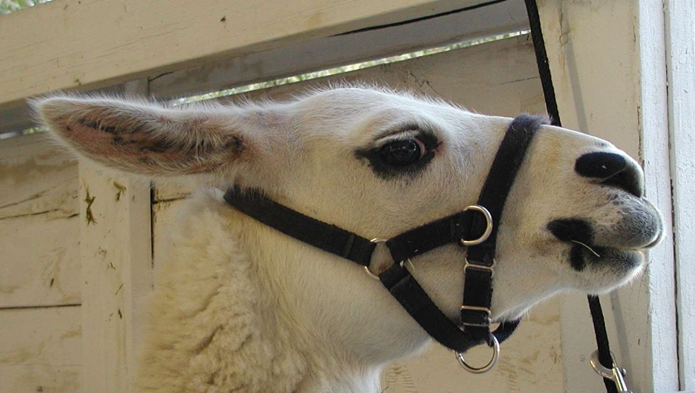 Close View - Side Of Head<br>(Location of Picture: Fair, Okanogan, Wa, USA, 2007)