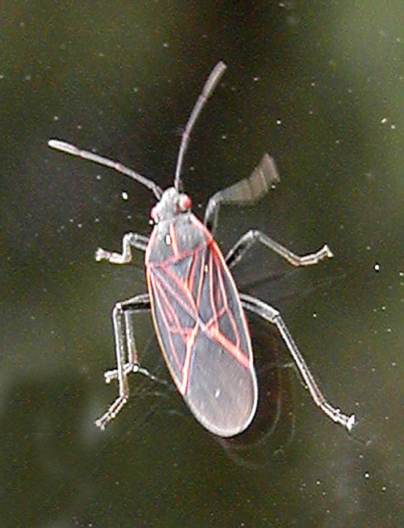 Dorsal View<br>(Location of Picture: Okanogan, Washington, USA, 2007)