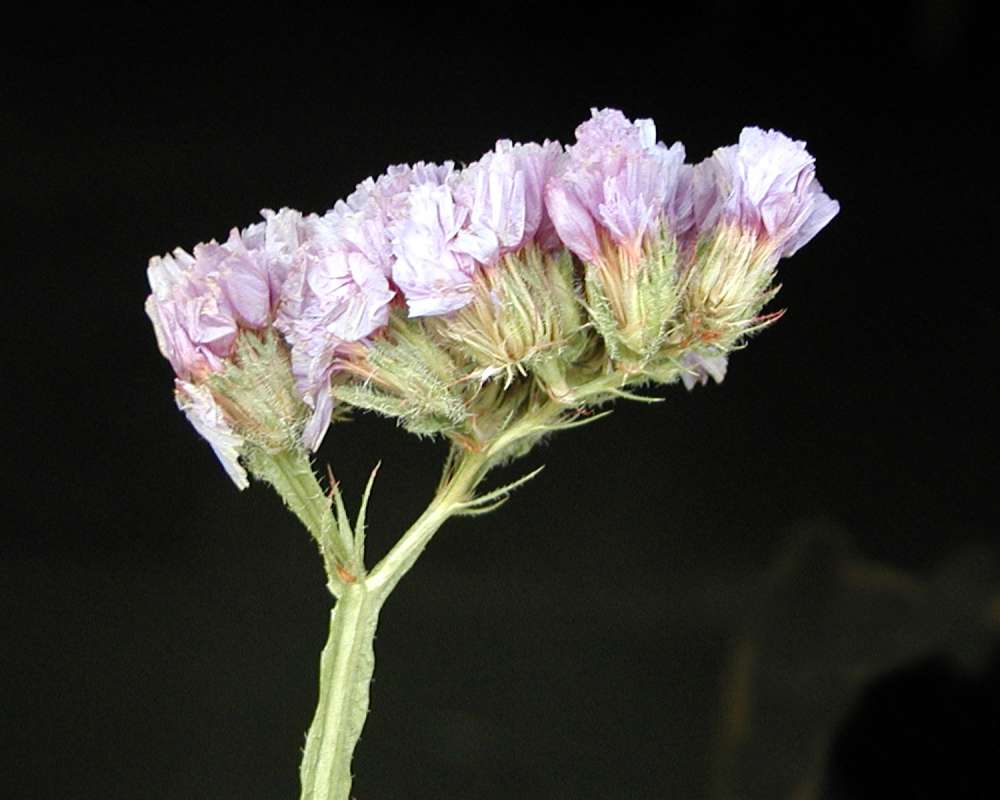 Flowers - Side View<br>(Location of Picture: Garden, Okanogan, Wa, USA, 2007)