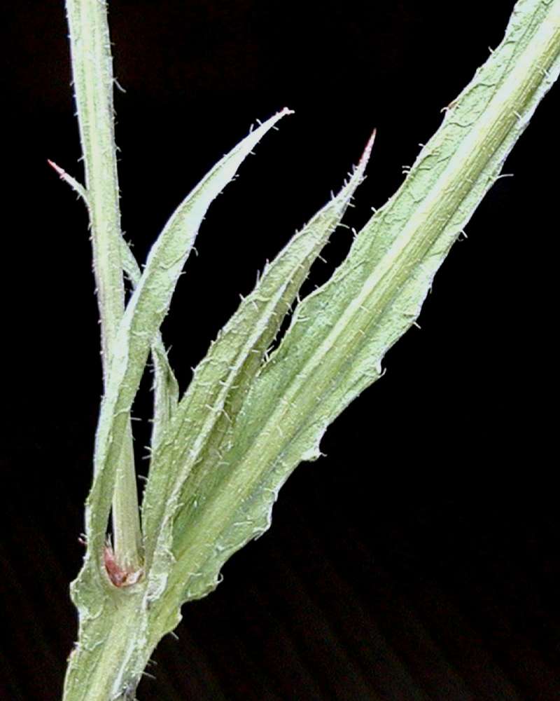 Stem and Leaves<br>(Location of Picture: Garden, Okanogan, Wa, USA, 2007)