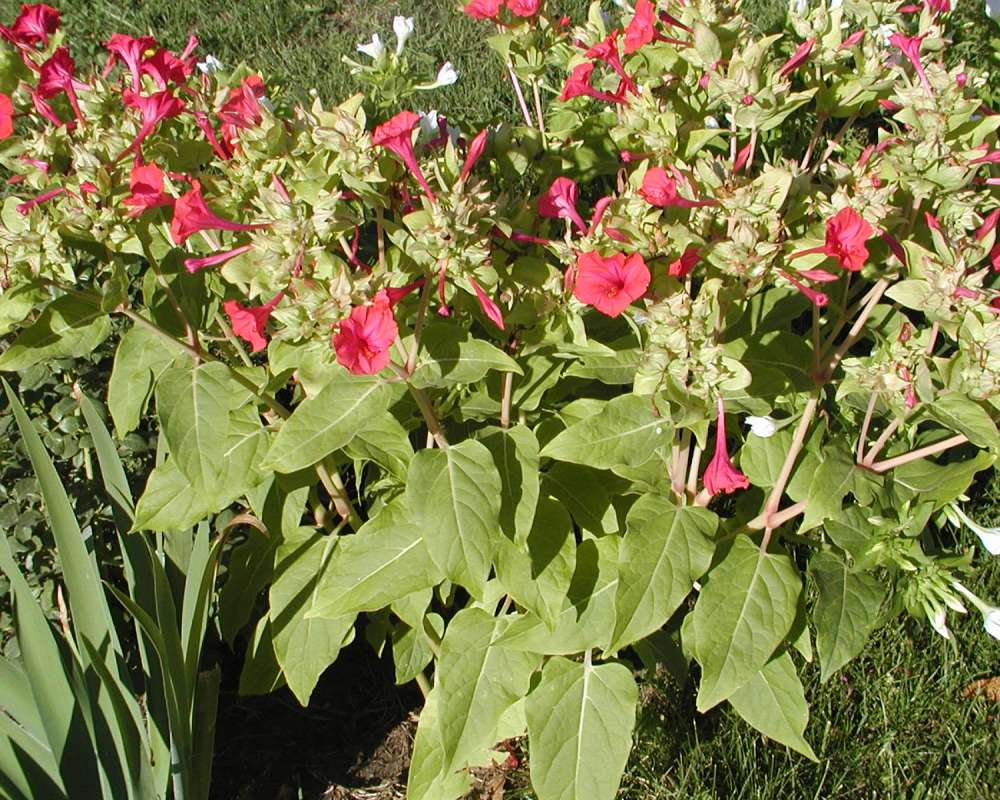 Garden View<br>(Location of Picture: Garden, Okanogan, Wa, USA, 2007)