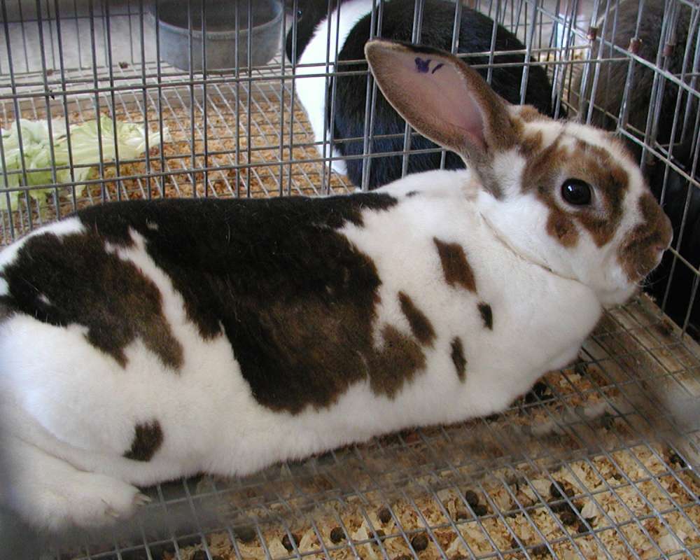 Black and White<br>(Location of Picture: Fair - Okanogan, Wa, USA, 2007)