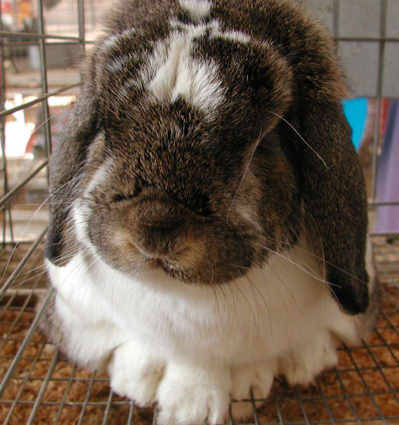 Front View - Brown and White<br>(Location of Picture: Fair -  Okanogan, Wa, USA, 2007)