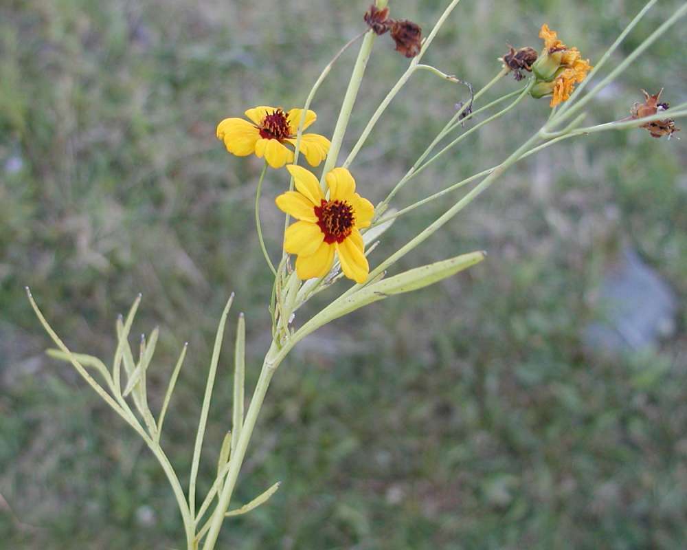 Top Of Plant in  Bloom<br>(Location of Picture: Columbia River, Wa, USA, 2007)