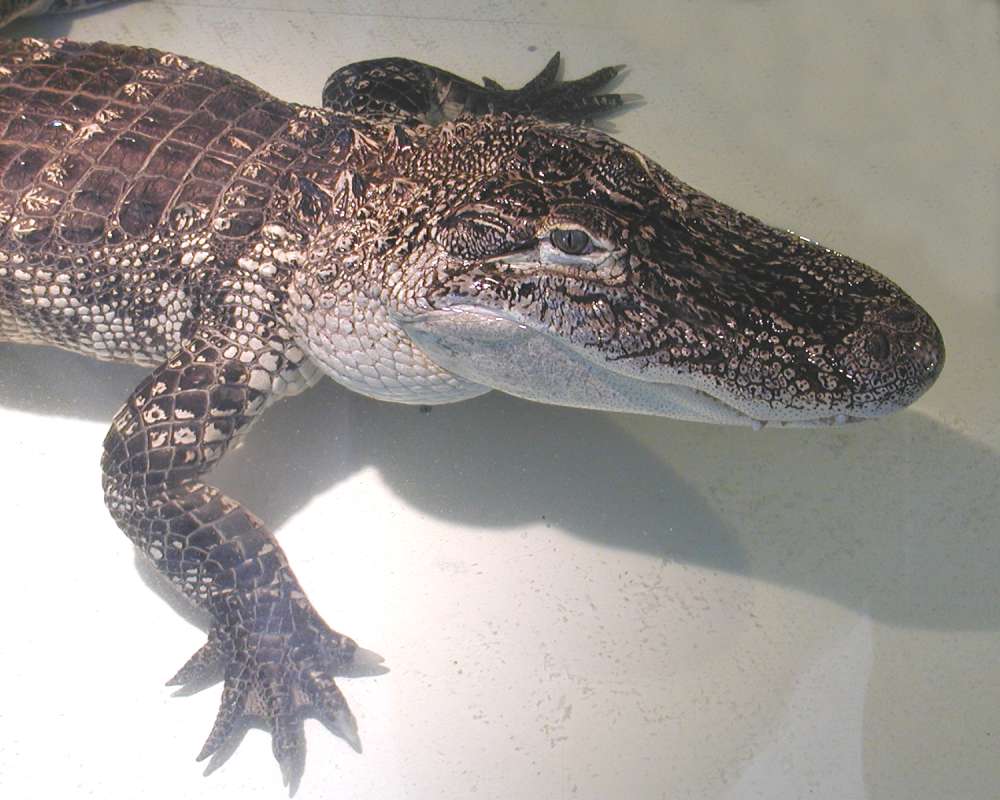 Close View of Head #2<br>(Location of Picture: Reptile Zoo, Monroe, Wa, USA, 2007)