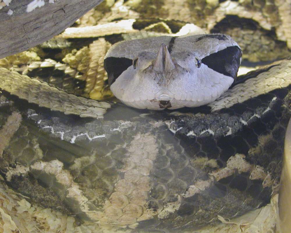Close View Of Head - Front<br>(Location of Picture: Reptile Zoo, Monroe, Wa, USA, 2007)