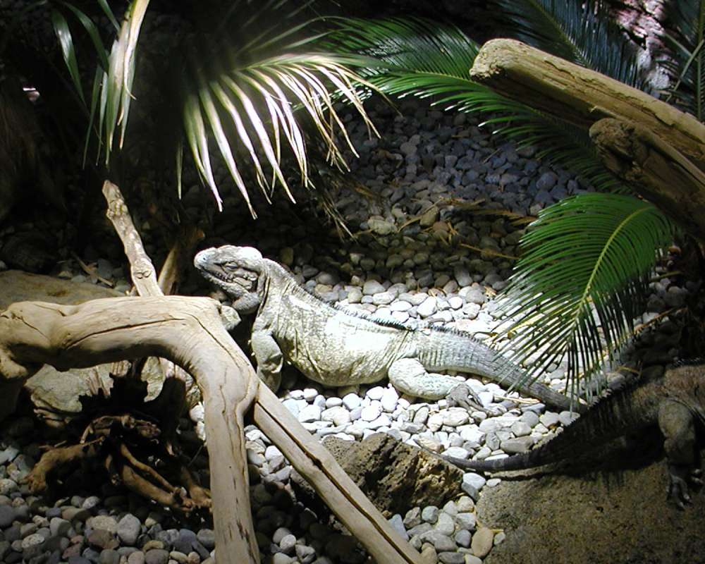 Zoo Image - Sunning<br>(Location of Picture: Reptile Zoo, Monroe, Wa, USA, 2007)