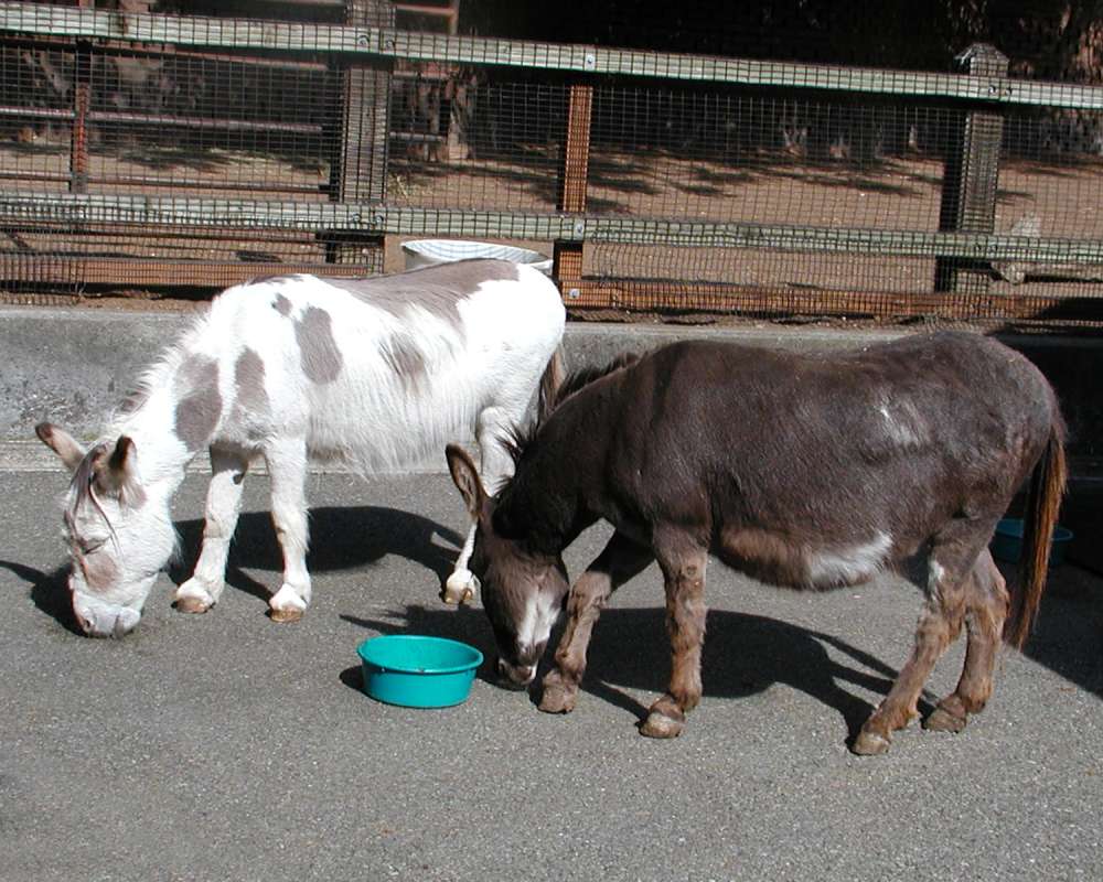 Zoo Image<br>(Location of Picture: Woodland Park Zoo, Wa, USA, 2007)