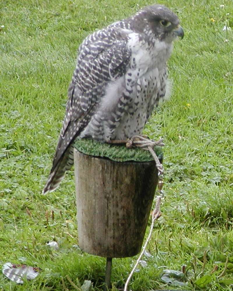 Zoo Image, North America<br>(Location of Picture: Woodland Zoo, Washington, 2007)