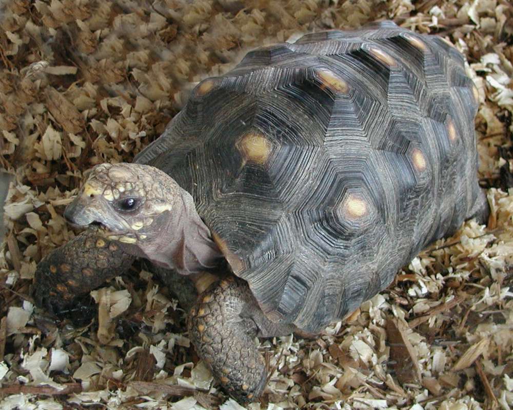 Front View<br>(Location of Picture: Monroe, Wa, USA, 2007)