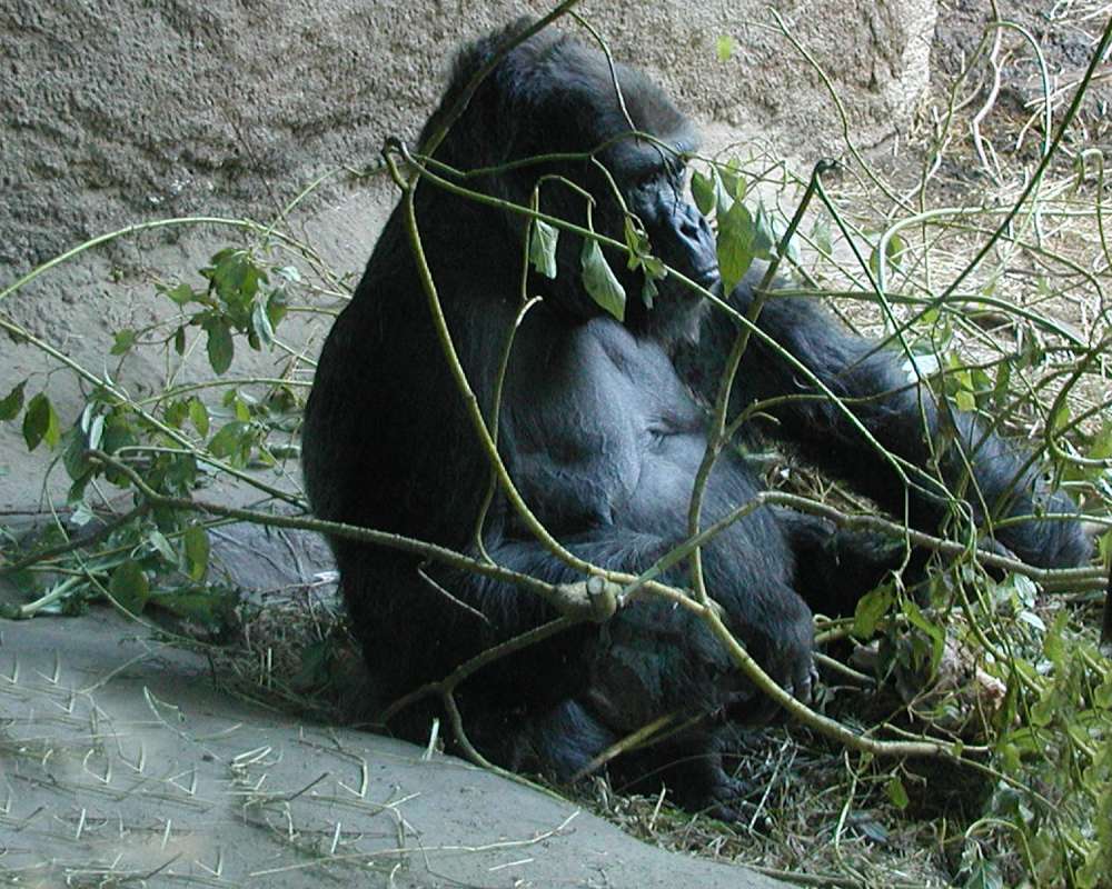 Front View Sitting<br>(Location of Picture: Woodland Zoo, Seattle, Wa, 2007)