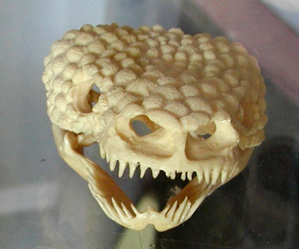 Skull<br>(Location of Picture: Woodland Zoo, Wa, USA, 2007)