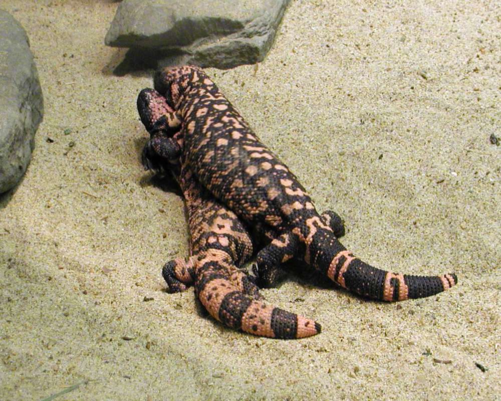 Mated Pair<br>(Location of Picture: Woodland Zoo, Wa, USA, 2007)