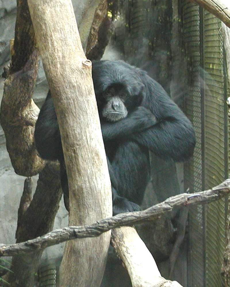 Zoo Image<br>(Location of Picture: Woodland Zoo, Seattle, Wa, 2007)