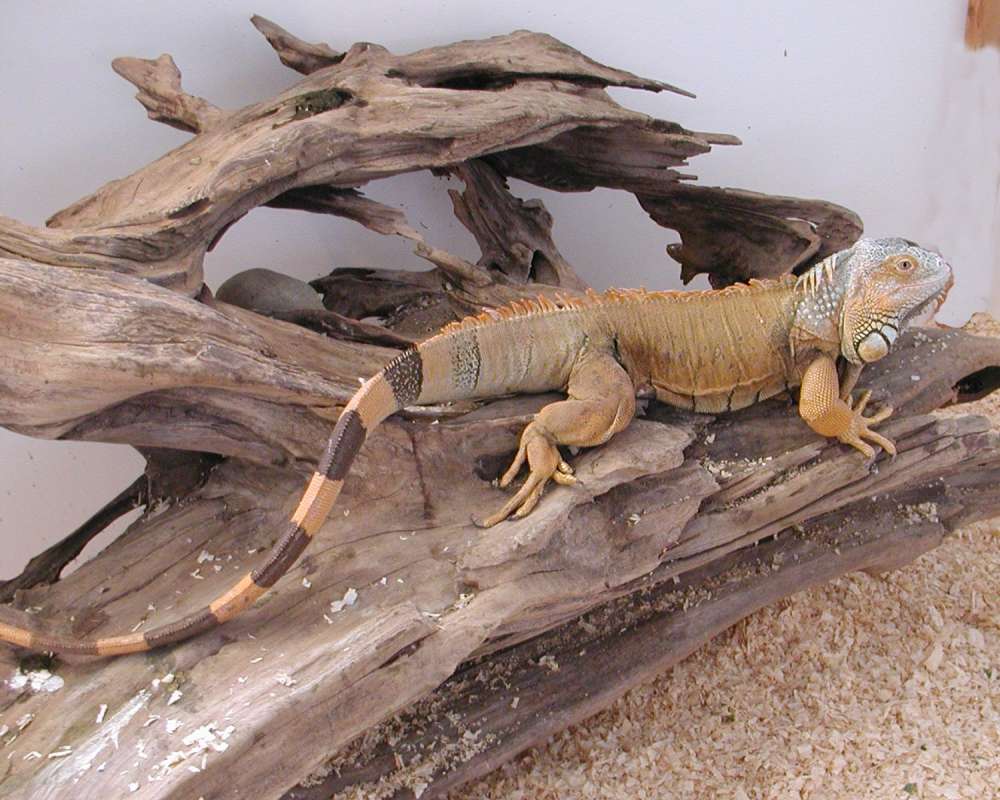 Side View<br>(Location of Picture: Reptile Zoo, Monroe, Wa, USA, 2007)