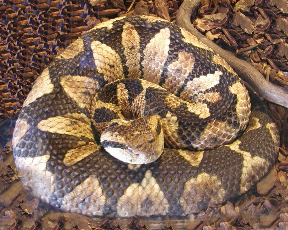 Coiled<br>(Location of Picture: Reptile Zoo, Monroe, Wa, USA, 2007)