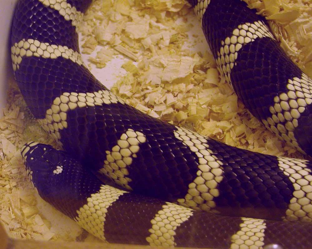 Close View Head and Scales<br>(Location of Picture: Reptile Zoo, Monroe, Wa, USA, 2007)