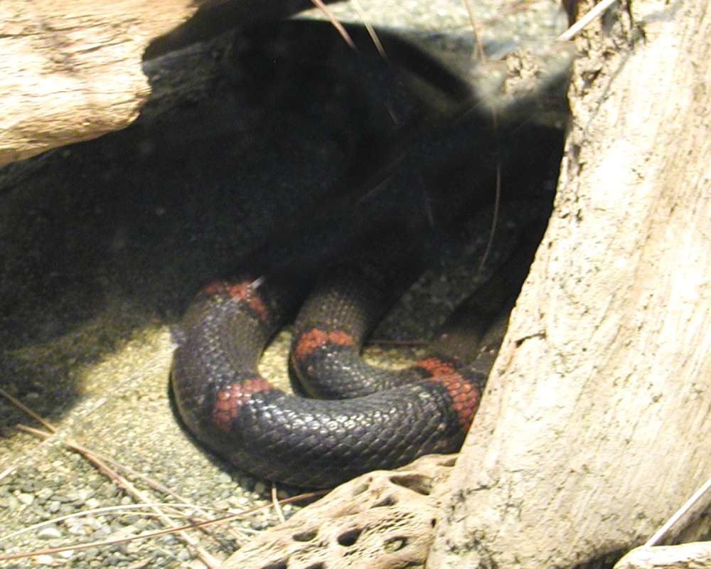 Close View Of Gray Band<br>(Location of Picture: Woodland Park Zoo, Wa, USA, 2007)