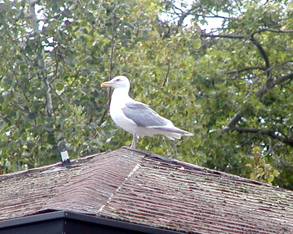 Silhouette<br>(Location of Picture: Woodland Zoo, Wa, USA, 2007)