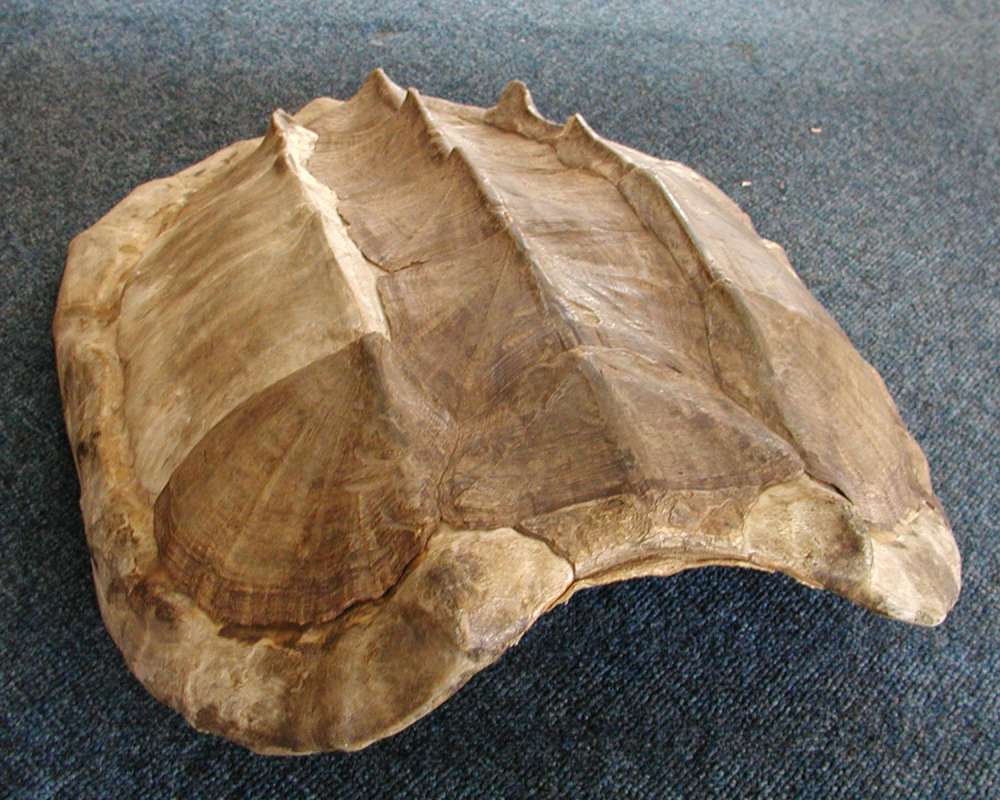 Shell<br>(Location of Picture: Reptile Zoo, Monroe, Wa, USA, 2007)