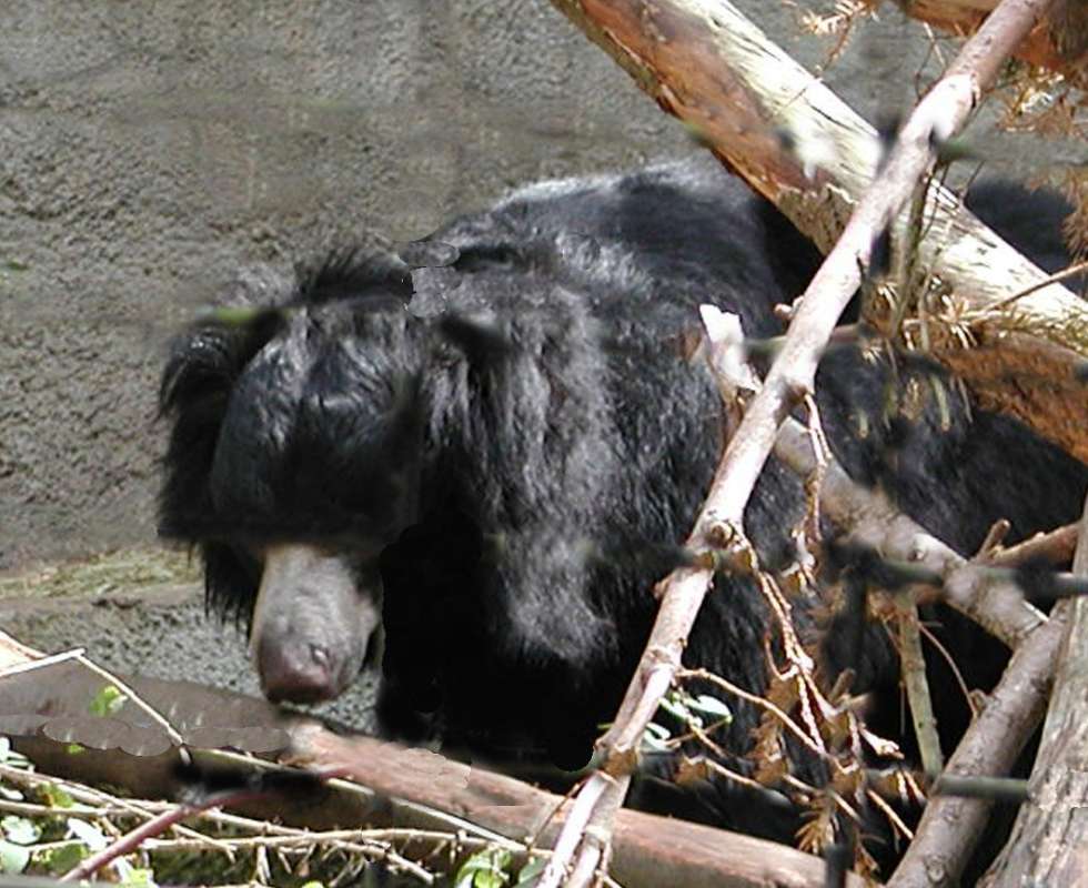 Zoo Image<br>(Location of Picture: Woodland Zoo, Wa, USA, 2007)