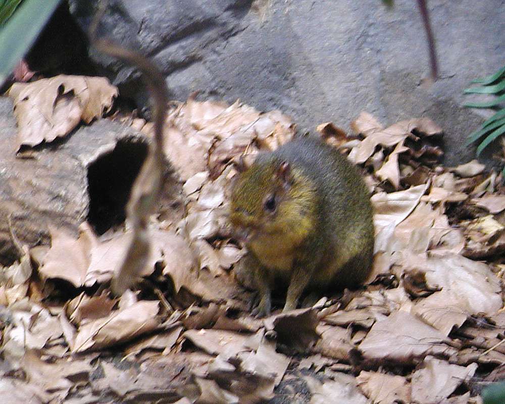 Zoo Image<br>(Location of Picture: Woodland Park Zoo, Wa, USA, 2007)