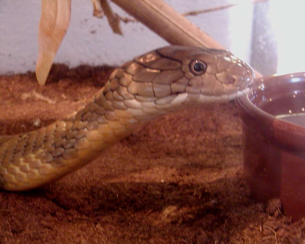 Side View Of Head<br>(Location of Picture: Monroe Reptile Zoo, Wa,, USA, 07)