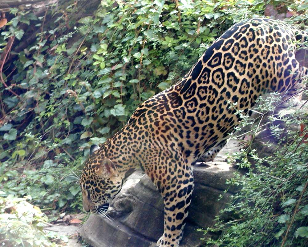 Side View - Closer<br>(Location of Picture: Woodland Zoo, Seattle, Wa, USA '07)