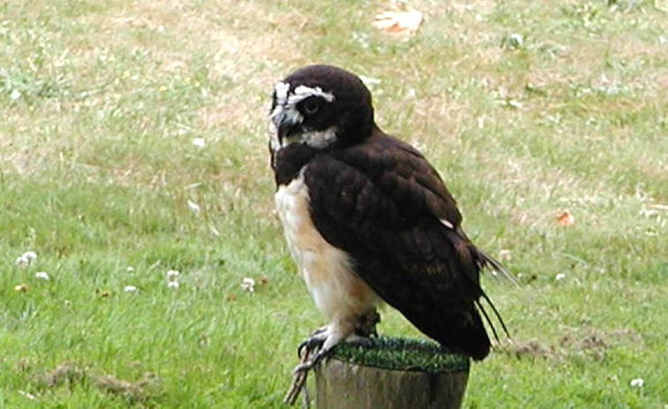 On Perch<br>(Location of Picture: Woodland Zoo, Seattle, Wa USA, '07)