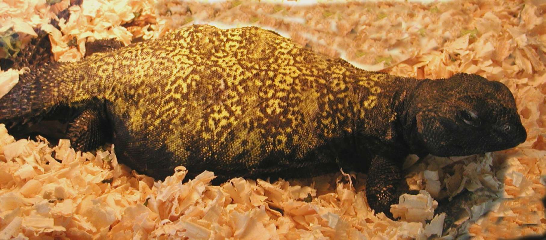 Side View<br>(Location of Picture: Reptile Zoo, Monroe, Wa, USA, 2007)