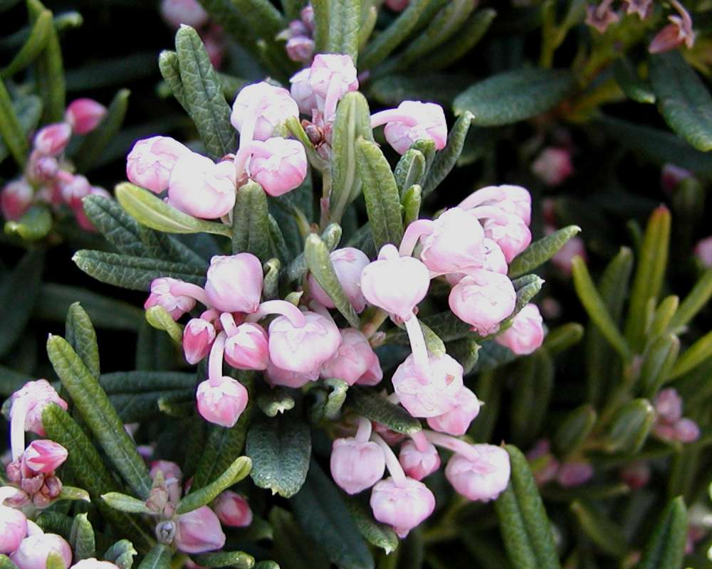 Flowers<br>(Location of Picture: Commercially Grown)