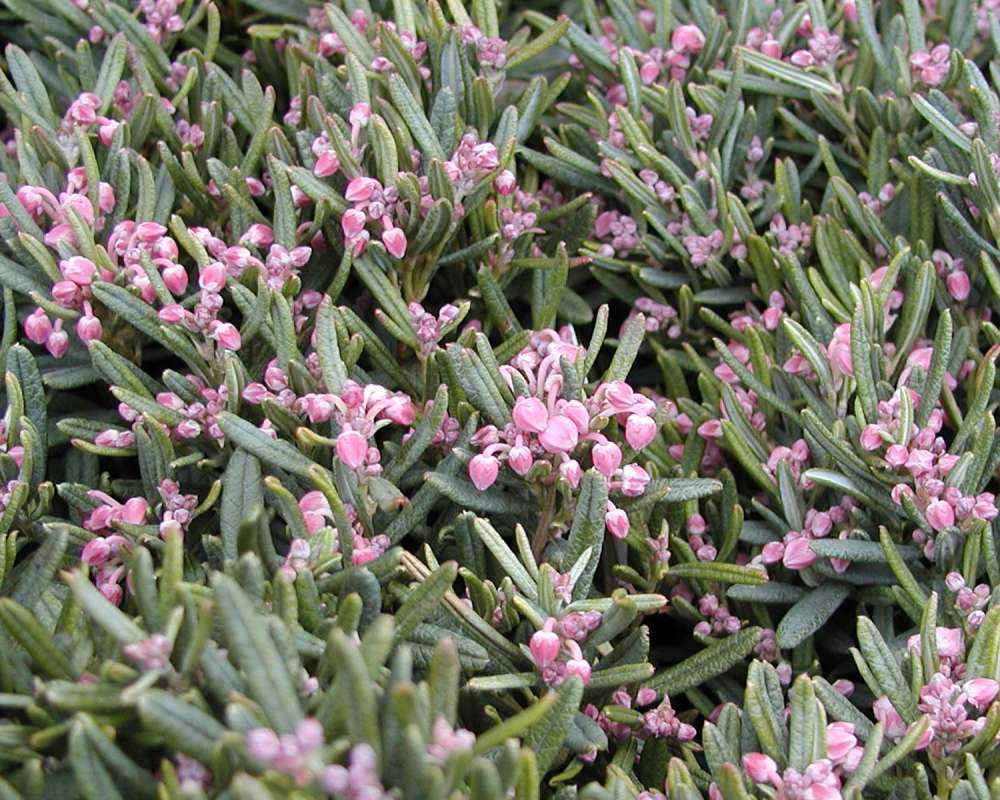 Garden View<br>(Location of Picture: Commercially Grown)